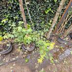 acer Campestre veldesdoorn pot gekweekt, Ophalen of Verzenden, Esdoorn, Struik, Minder dan 100 cm