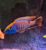 Malawi cichliden, Vis