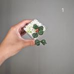 Hoya Curtisii, Overige soorten, Minder dan 100 cm, Bloeiende kamerplant, Halfschaduw