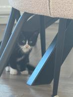 4 lieve kittens, Dieren en Toebehoren, Katten en Kittens | Overige Katten, Meerdere dieren, Kortharig, 0 tot 2 jaar
