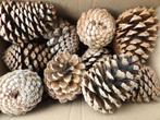 1 x 25 grote droge natuurlijke dennenappels 10 cm ( D ), Hobby en Vrije tijd, Knutselen, Ophalen of Verzenden, Nieuw, Materiaal