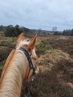 Eyecatcher Palomino Merrie 2020, Dieren en Toebehoren, Merrie, Springpaard, B, Gechipt