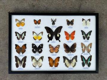 Opgezette vlinders in lijst beschikbaar voor biedingen