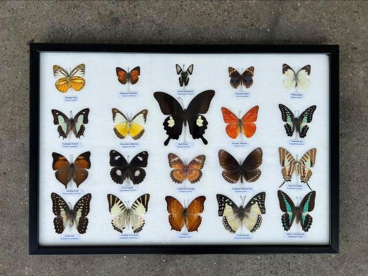 Opgezette vlinders in lijst, Verzamelen, Dierenverzamelingen, Nieuw, Opgezet dier, Insect, Ophalen of Verzenden