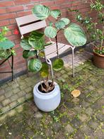 Polyscias in Serax pot, Huis en Inrichting, Kamerplanten, Ophalen, Overige soorten, Halfschaduw, In pot