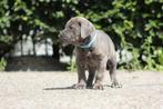 Prachtig Cane Corso reutje beschikbaar, Dieren en Toebehoren, Honden | Bulldogs, Pinschers en Molossers, Nederland, Reu, CDV (hondenziekte)
