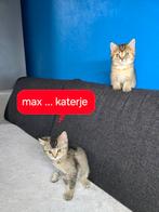 Britse korthaar kitten, Dieren en Toebehoren, Katten en Kittens | Raskatten | Korthaar, Kater, Ontwormd, 0 tot 2 jaar