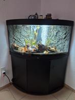 Juwel Trigon 350 hoek aquarium zwart, Dieren en Toebehoren, Vissen | Aquaria en Toebehoren, Ophalen, Zo goed als nieuw, Gevuld zoetwateraquarium