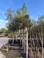 Pinus pinea, parasolden, Tuin en Terras, Planten | Bomen, Lente, 100 tot 250 cm, Volle zon, In pot