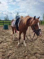 Super knappe welsh c pony ruin, Ruin, Zadelmak, Ontwormd, 3 tot 6 jaar