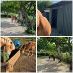 Pension plekjes vrij in Oude-Tonge (24/7 buiten +schuilstal), Dieren en Toebehoren, Stalling en Weidegang, Weidegang, 2 of 3 paarden of pony's