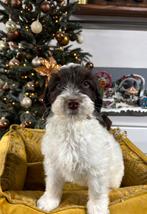 Labradoodle pups medium, Dieren en Toebehoren, Nederland, Overige rassen, 8 tot 15 weken, Meerdere