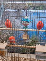 rode kanaries, Dieren en Toebehoren, Vogels | Kanaries, Meerdere dieren, Kleurkanarie