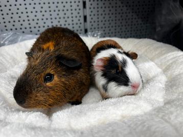 Lief koppel cavia’s ( met zorg gematcht) beschikbaar voor biedingen