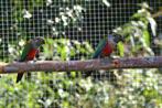 pyrrhura perlata, Dieren en Toebehoren, Vogels | Parkieten en Papegaaien, Meerdere dieren, Parkiet, Geringd