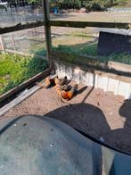 Toompje Hollandse krieltjes, Dieren en Toebehoren, Meerdere dieren, Kip