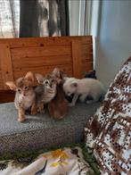 Oosterse korthaar nog 1 katertje ginger, Dieren en Toebehoren, Katten en Kittens | Raskatten | Korthaar, Kater, Ontwormd