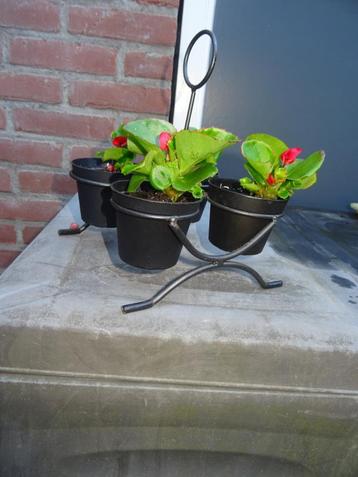 TUIN - PLANTEN REKJE van Smeedijzer beschikbaar voor biedingen