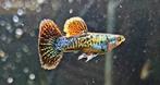 Zeer exclusieve Platinum (mixed) Dragon Guppen, Dieren en Toebehoren, Vissen | Aquariumvissen, Vis
