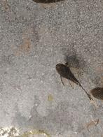 Ancitrus algeneter, Vis