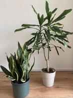 dracena, sansevieria, Huis en Inrichting, Ophalen, Groenteplant, Halfschaduw, Minder dan 100 cm