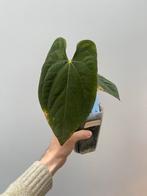Anthurium Papillilaminum - Prachtige kamerplant!, Ophalen of Verzenden, Halfschaduw, Minder dan 100 cm