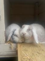 Opzoek naar voedster voor onze lieve ram, Dieren en Toebehoren, Konijnen, Vrouwelijk, 6 tot 8 jaar