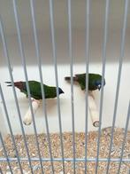 Koppel driekleur amedine, Dieren en Toebehoren, Vogels | Overige Vogels, Meerdere dieren