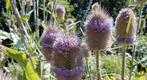 Kaardebol bijenpant inheems, Tuin en Terras, Planten | Tuinplanten, Ophalen