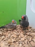 Te koop koppel charcoal man x pop split charcoal
Man, Meerdere dieren