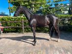 3 jarige knappe ruin zadelmak, Ruin, Zadelmak, 3 tot 6 jaar