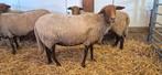 Stamboek  Coburger fuchs  top-ooien tekoop!, Dieren en Toebehoren, Schapen, Geiten en Varkens, Vrouwelijk, Schaap