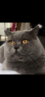 Tekst voor herplaatsing van twee katten, Dieren en Toebehoren, Katten en Kittens | Overige Katten, Meerdere dieren