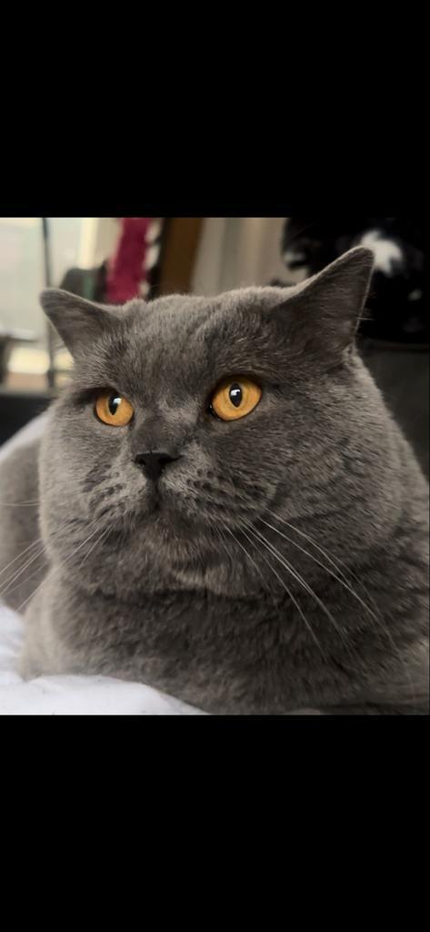 Tekst voor herplaatsing van twee katten, Dieren en Toebehoren, Katten en Kittens | Overige Katten, Meerdere dieren