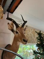 Impala  Taxidermie, Ophalen of Verzenden, Zo goed als nieuw, Opgezet dier