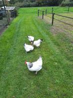 4 Sussex kippen groot soort, Dieren en Toebehoren, Pluimvee, Vrouwelijk, Kip