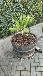 2 mooie palmbomen, Ophalen, Zomer, Volle zon, Palmboom