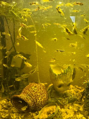 Guppies 12 voor 5 euro beschikbaar voor biedingen