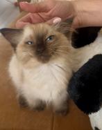 Liefste Ragdoll Kitten (seal point) poes met stamboom, Dieren en Toebehoren, Poes, Gechipt, 0 tot 2 jaar