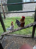 Twee hanen Drentse Kriel, Mannelijk, Kip