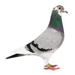 Kittel -Dirk van den Bulck duiven Race pigeons, Dieren en Toebehoren, Vogels | Duiven, Meerdere dieren, Postduif