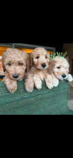 Labradoodle medium puppy’s, Dieren en Toebehoren, Honden | Retrievers, Spaniëls en Waterhonden, Rabiës (hondsdolheid), Overige rassen