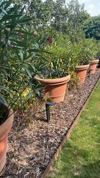 Grote Toscane pot met oleander, Ophalen, Zomer, Overige soorten, Volle zon