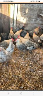 Friese hoen Krielkipjes, Dieren en Toebehoren, Pluimvee, Vrouwelijk, Kip