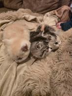 Maine coon x persch kittens te koop, Poes