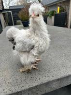 USA zijdehoen kuiken, Dieren en Toebehoren, Pluimvee, Geslacht onbekend, Kip