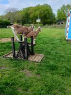 1 jarige geitjes. 2 stuks + een oudere 10 jarige., Vrouwelijk, Geit