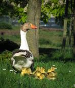 Schattige Twentse landgans kuikentjes te koop, Meerdere dieren, Gans of Zwaan