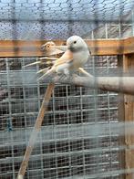 Zang Kanarie man harlekijn  2025, Mannelijk, Kleurkanarie