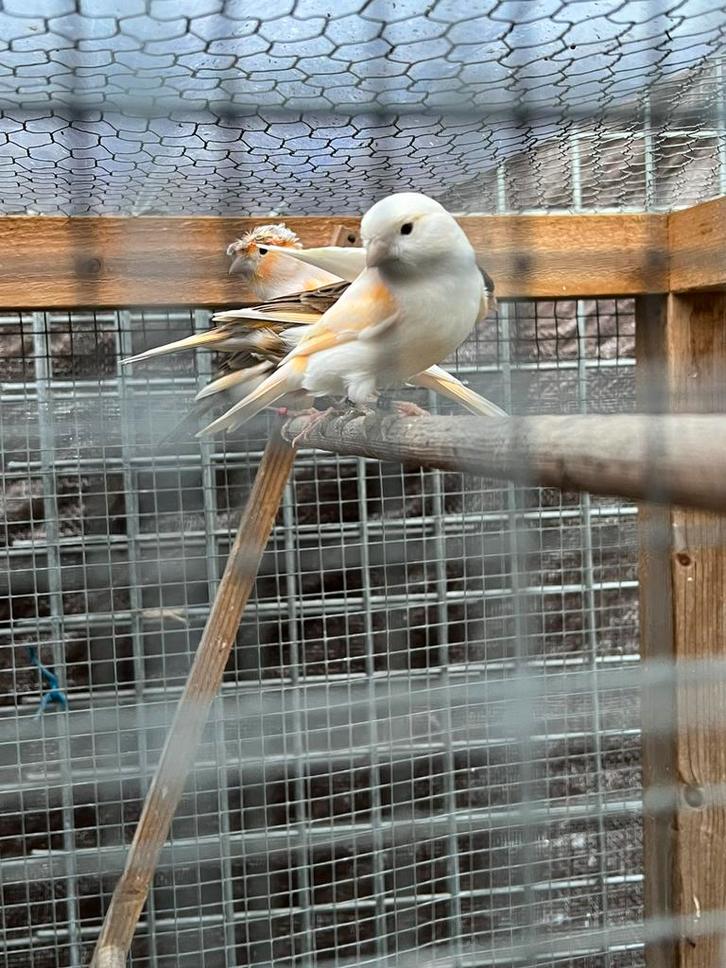 Zang Kanarie man harlekijn  2025, Dieren en Toebehoren, Vogels | Kanaries, Kleurkanarie, Mannelijk